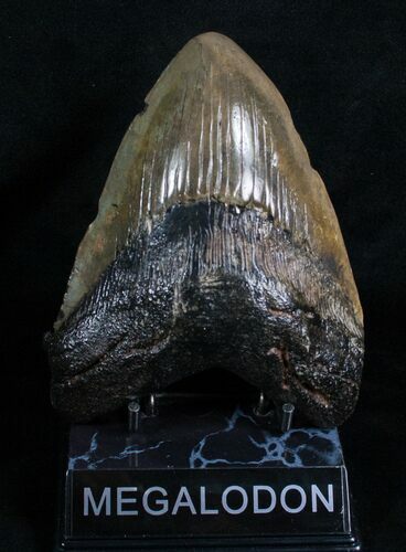 Wide Megalodon Tooth - South Carolina #4636